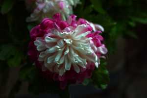 CHRYSANTHEMUM-24 (3)